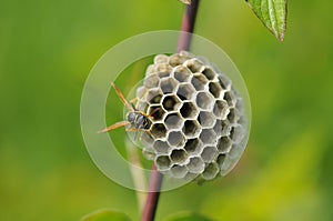 Polistinae are eusocial wasps on a meadow