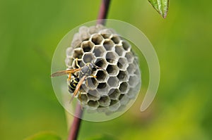 Polistinae are eusocial wasps on a meadow