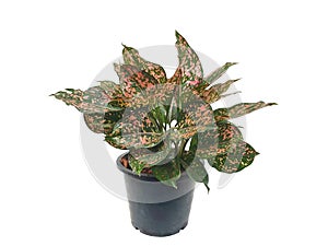 Polka Dot Plant.Aglaonema sp. in a potted isolated on white background