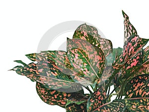 Polka Dot Plant.Aglaonema sp. in a potted isolated on white background
