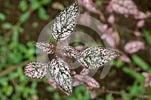 The polka dot plant. Pink and green leaves plant growth. photo