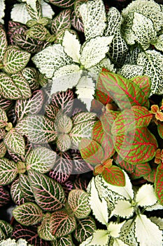 (Hypoestes phyllostachya)