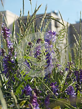 Polka dots for the mouse.