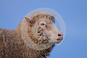 Poll Dorset Sheep