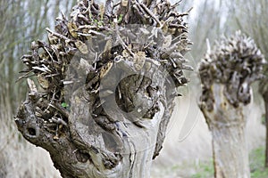 Pollard willow photo