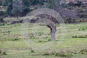 Pollard willow in the nature fields of, Ales, Cevennes, France