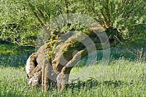 Pollard Willow Tree Salix viminalis,Rhineland,Germany