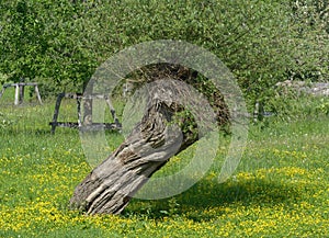 Pollard Willow Tree Salix viminalis,Rhineland,Germany