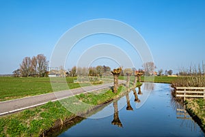 Pollard willows along a ditch in a polder landscape close to Rotterdam, the Netherlands