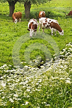 Pollard-willows, cow parsley and grazing cows photo