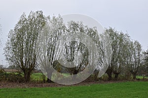 Pollard willows in Dutch streamvalley of the river Aa