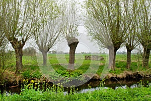 Pollard willows in landscape photo