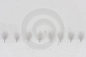Pollard Willows in Snow Langbroek