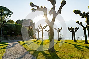 Pollarded plane trees in Parchetto della Punta city park of Bellagio, picturesque town on the shore of Lake Como. Charming