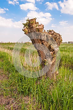 Pollarded willow in a rural environment
