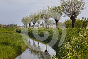 Pollarded willow trees in Holland