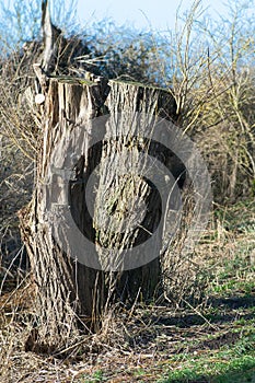 Pollarded willows