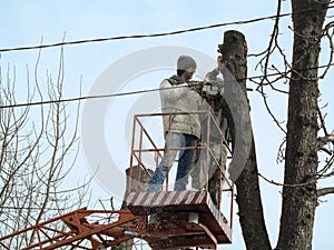 Pollarding trees, workers with a chainsaw and sawdust, close-up, against the background of a blue sky and bare branches. Tree care