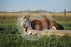 Polled Hereford breed cow lying on grass field