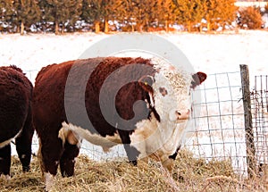 Polled Hereford Bull