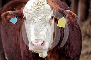 A polled hereford bull used for breeding.