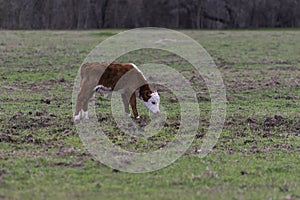Polled Hereford calf grazing alone in pasture