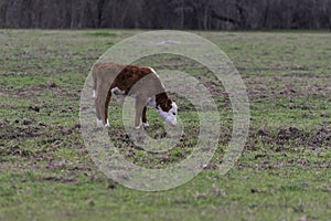 Polled Hereford calf grazing in pasture