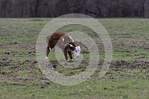 Polled Hereford calf scratching his ear