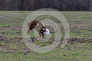 Polled Hereford calf scratching an itch