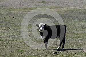 Polled Hereford calf standing alone in pasture