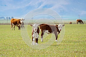 Polled Hereford calves in a field