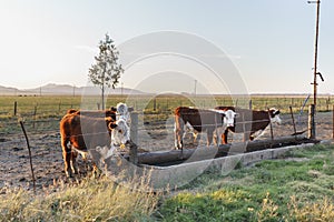 Polled Hereford calves in a trough.