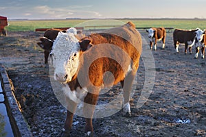 Polled Hereford calves in a trough in Argentine field