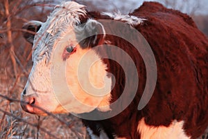 Polled Hereford Cow