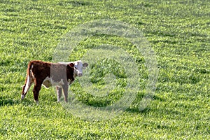 Polled Hereford heifer with blank area to right