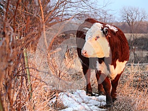 Polled Hereford Heifer