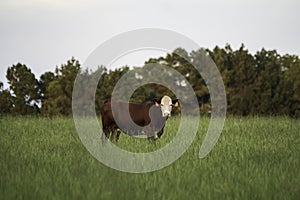 Polled Hereford heifer stands alone in field of tall bermudagrass