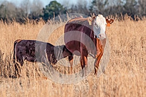 Polled Hereford with nursing calf