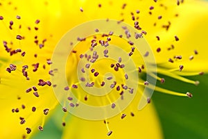 Pollen