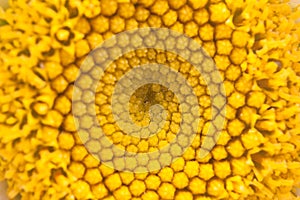 Pollen abstract