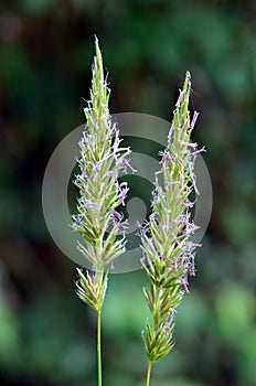 Pollen allergy: grasses family Poaceae or Gramineae in flower