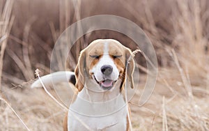 Pollen Allergy Symptoms