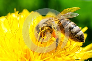 Pollen basket