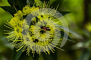 Pollen