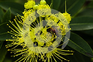 Pollen