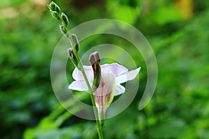 Pollen that a blossom