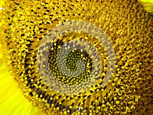 Pollen Circle