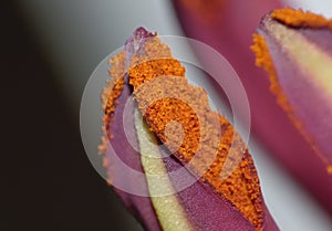 Pollen close up - White Long Stem Lily