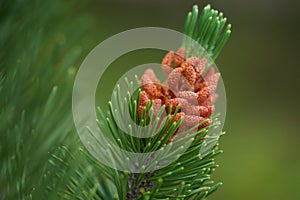 Pollen cones and needles