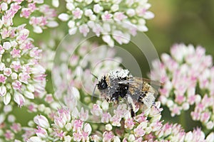 Pollen Covered Bee On Sedum Flower Head